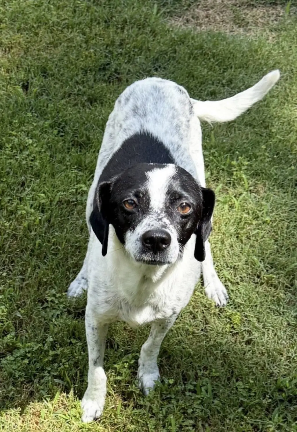 Dottie