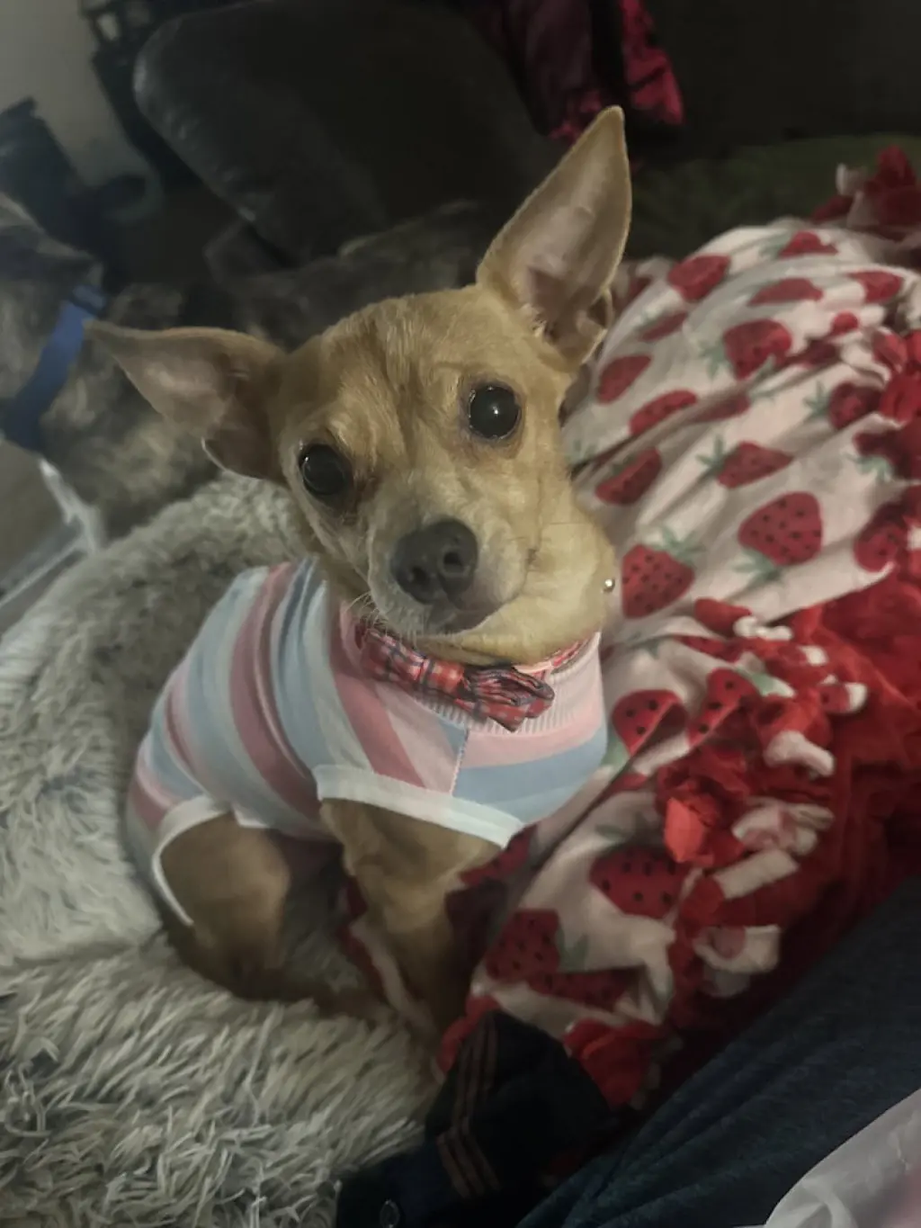 Caramel (Mel)