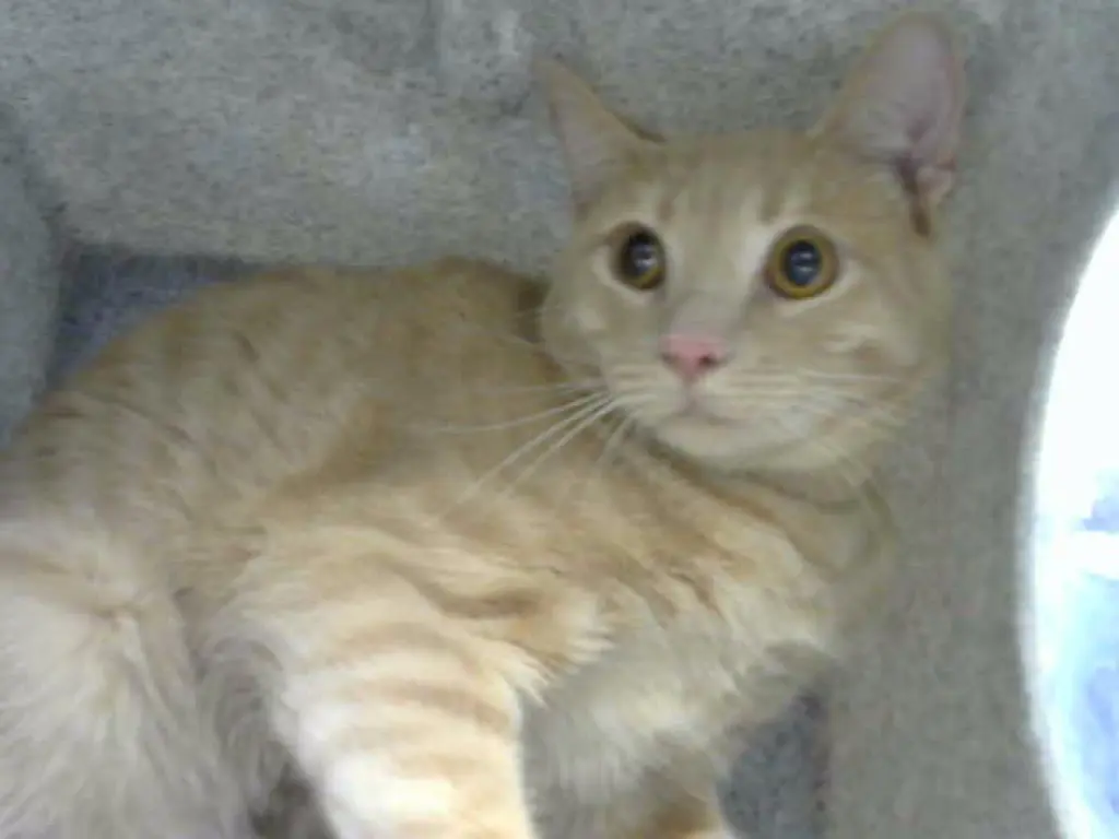 RENGAR