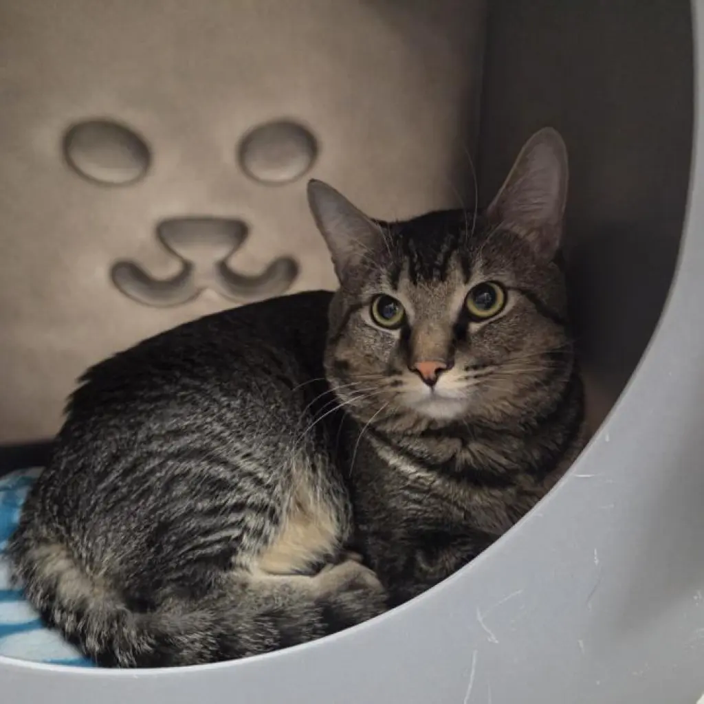 MATEO