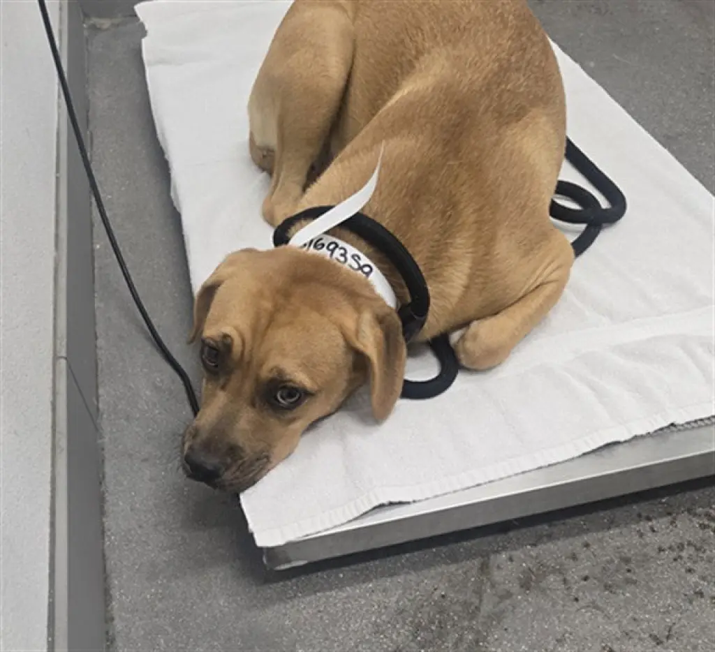 CHALUPA