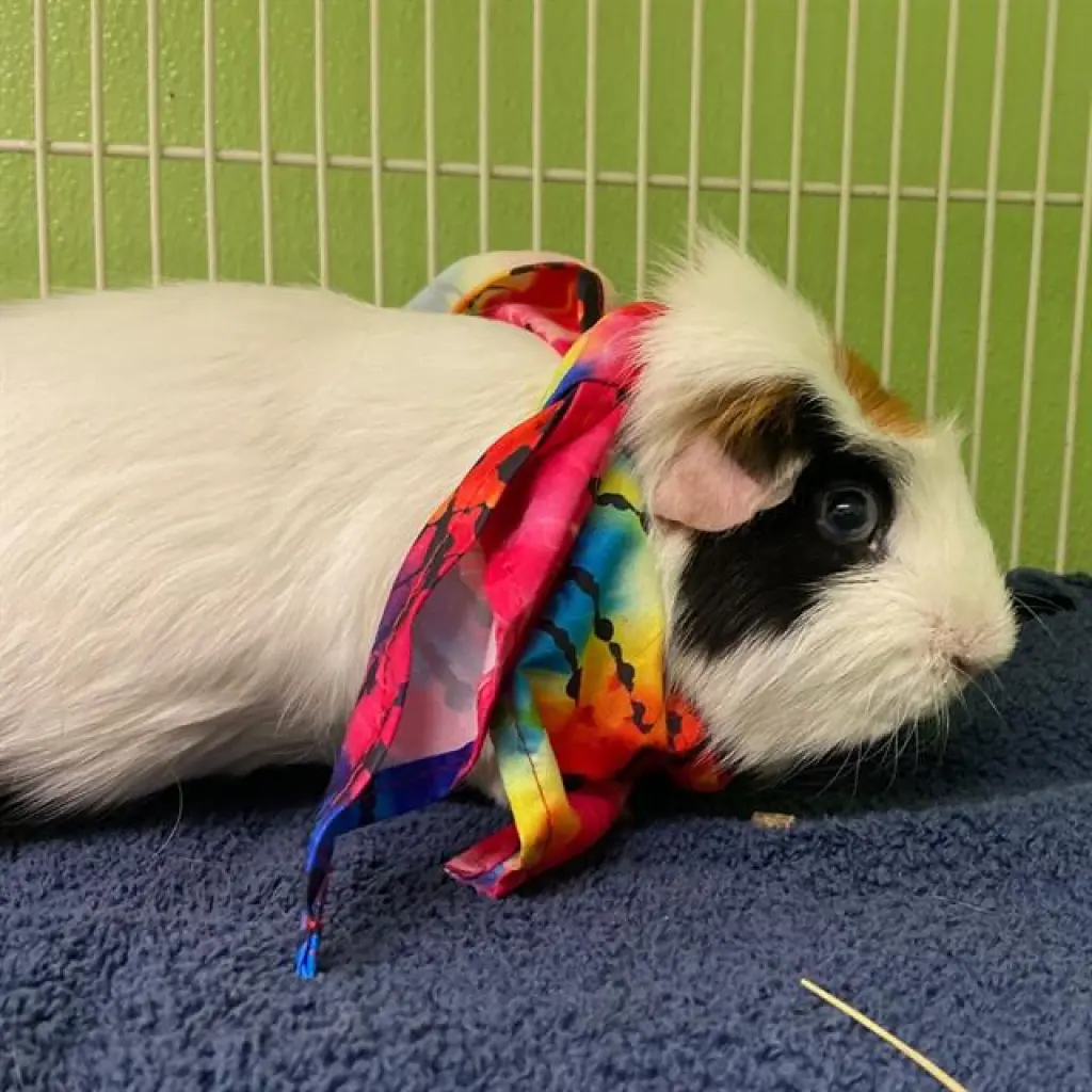 MR. SNUFFLES