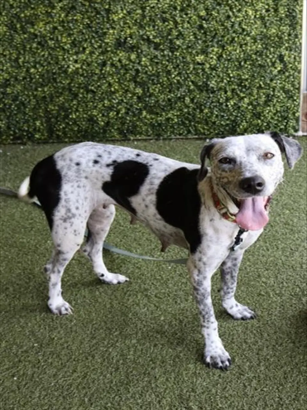 PERDITA