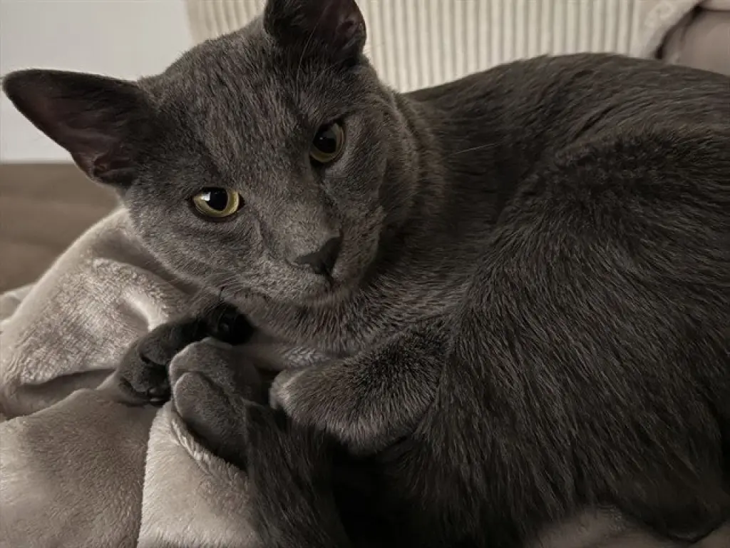 ATLAS