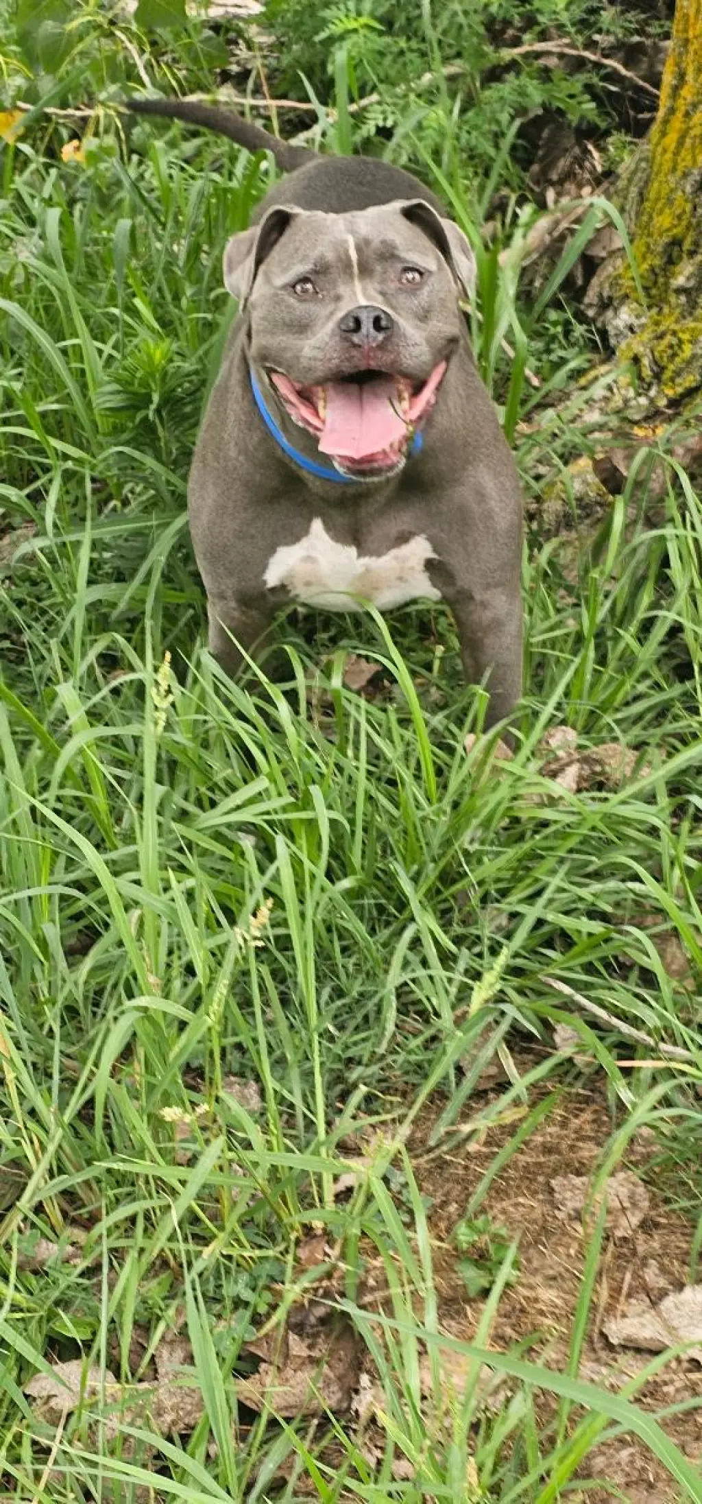 GREYSON