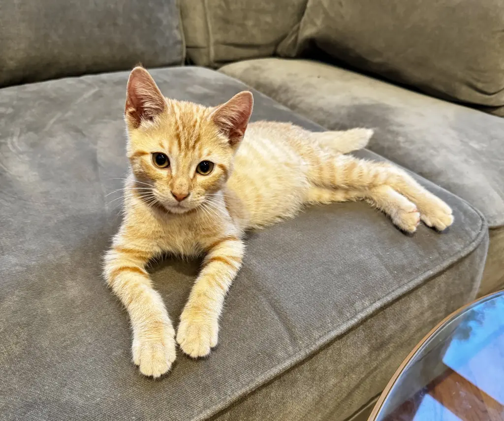 Hamilton KITTEN