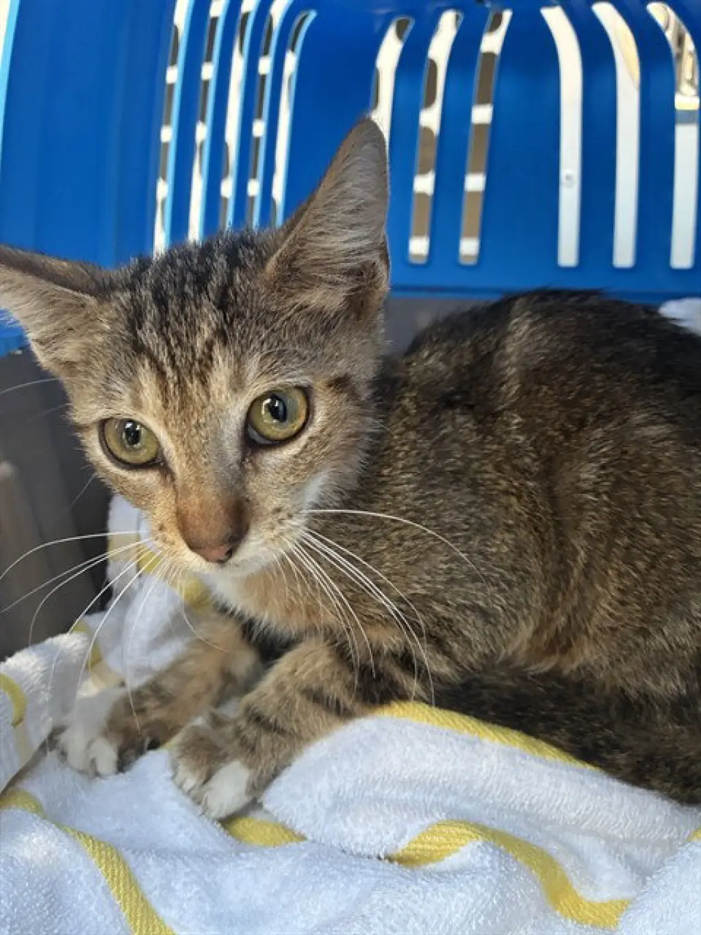 MILO