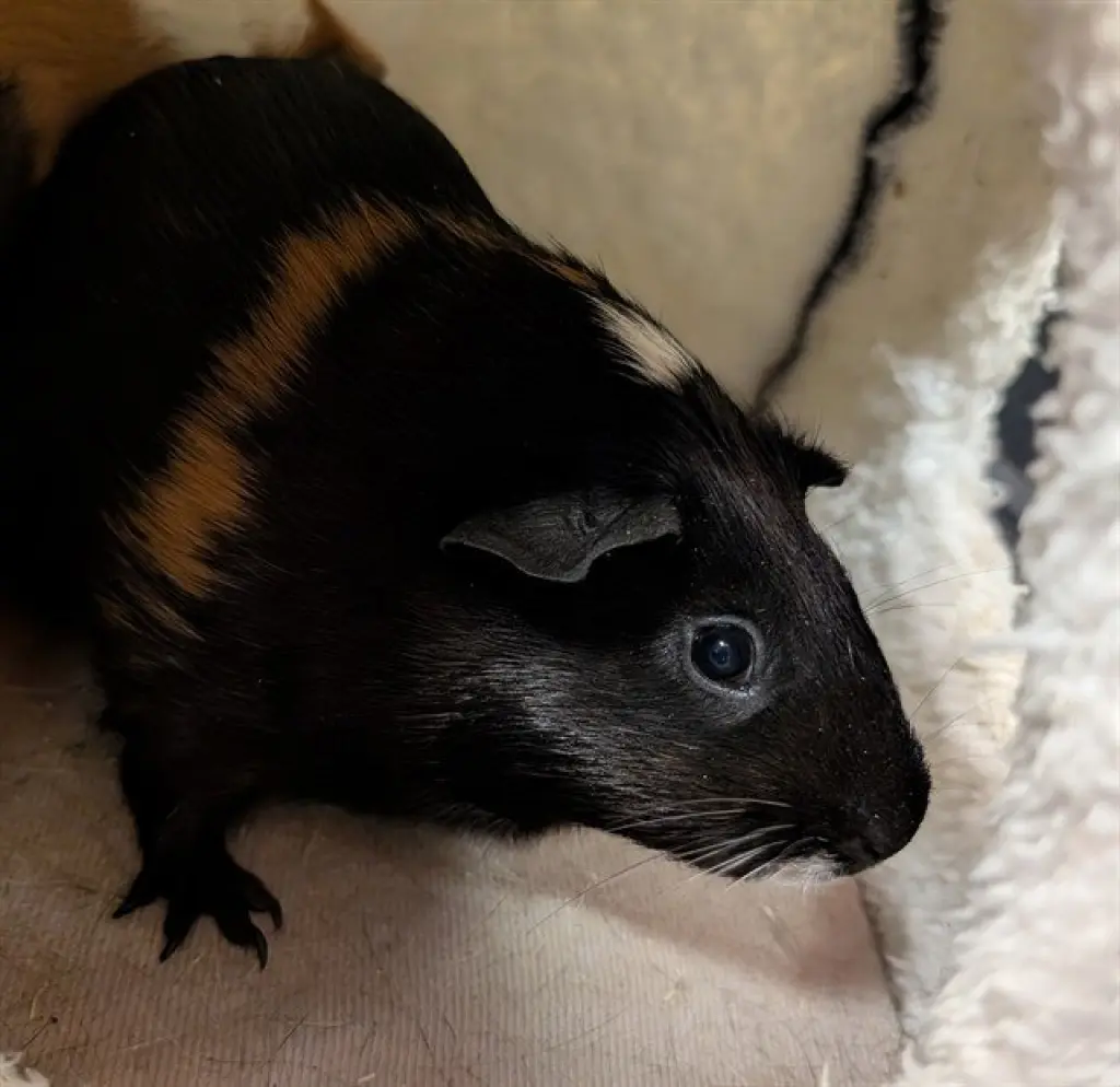 NINA