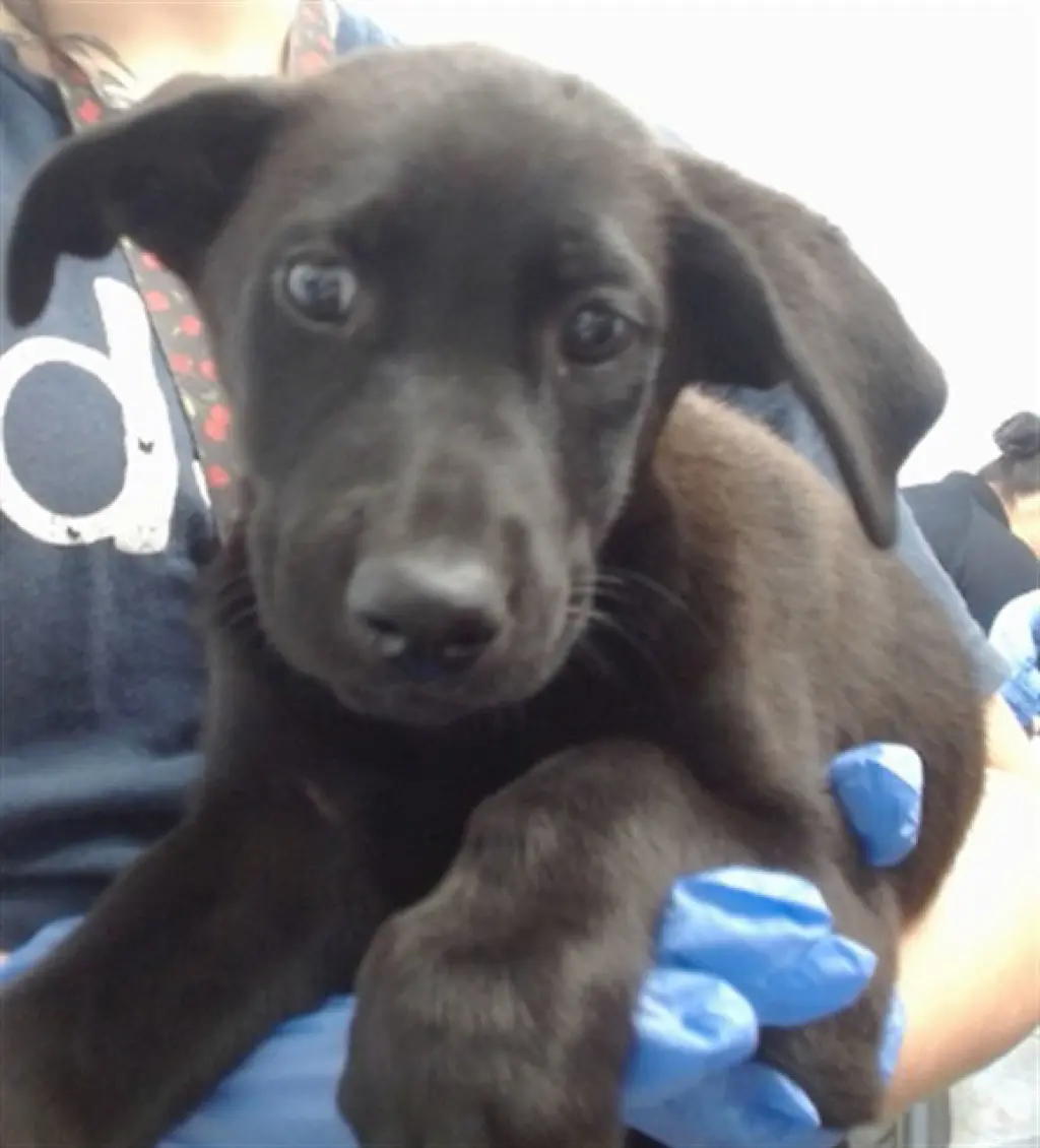 PARKER