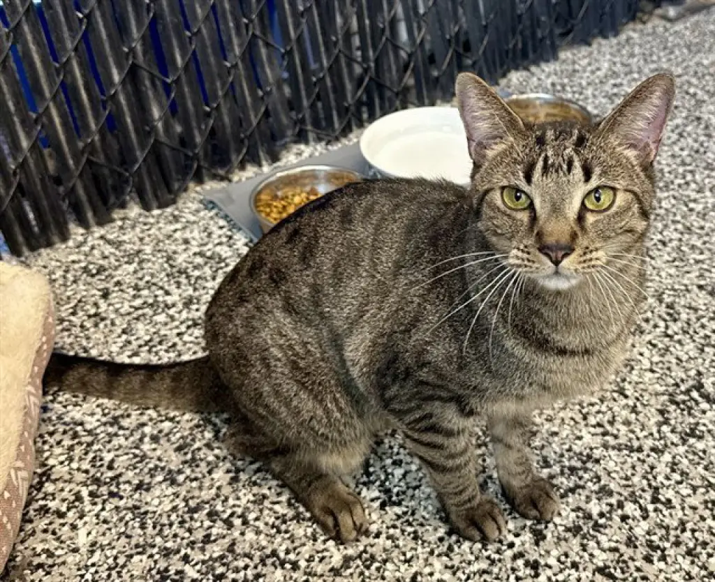 KIT KAT