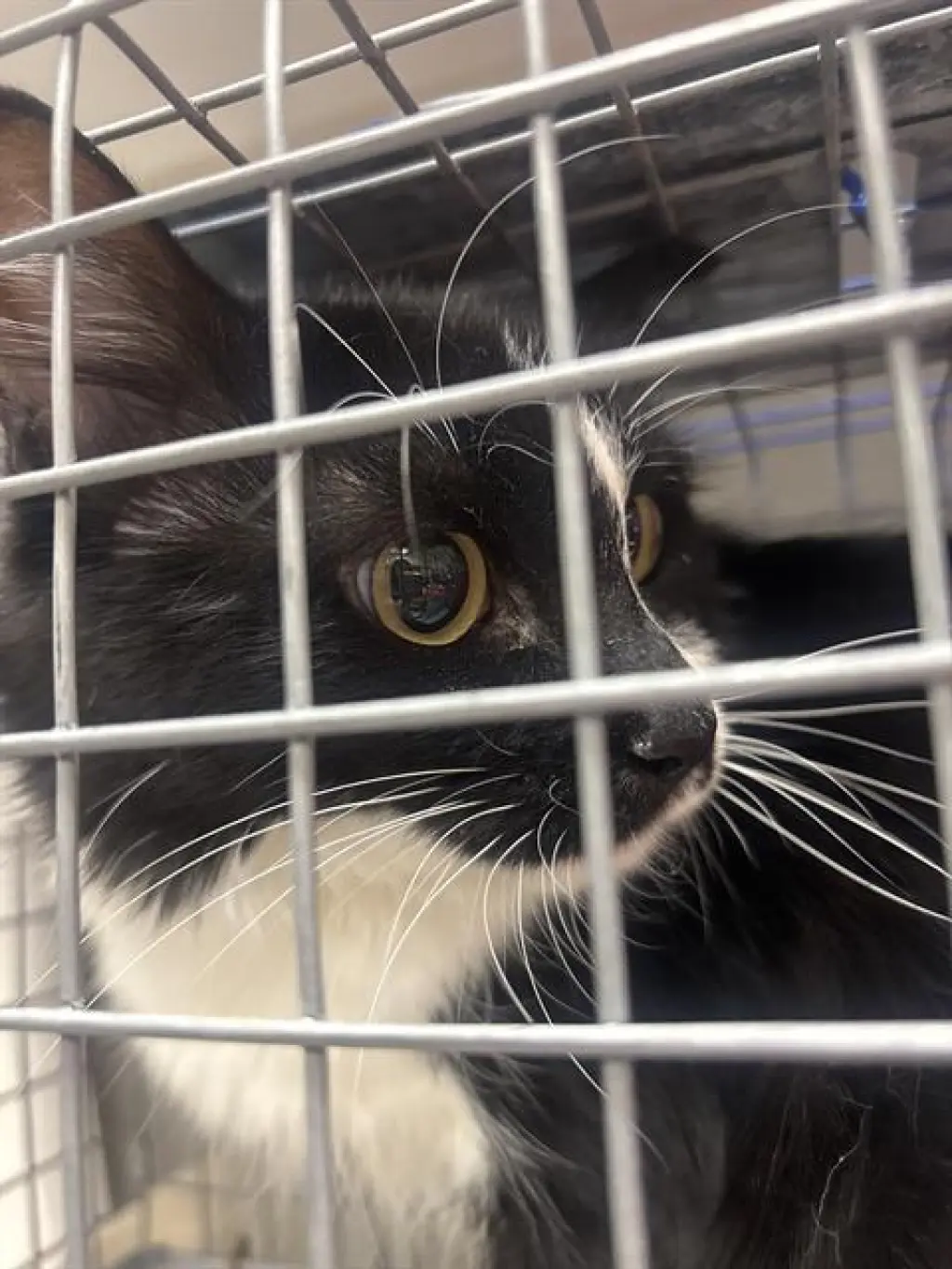 SOCKS