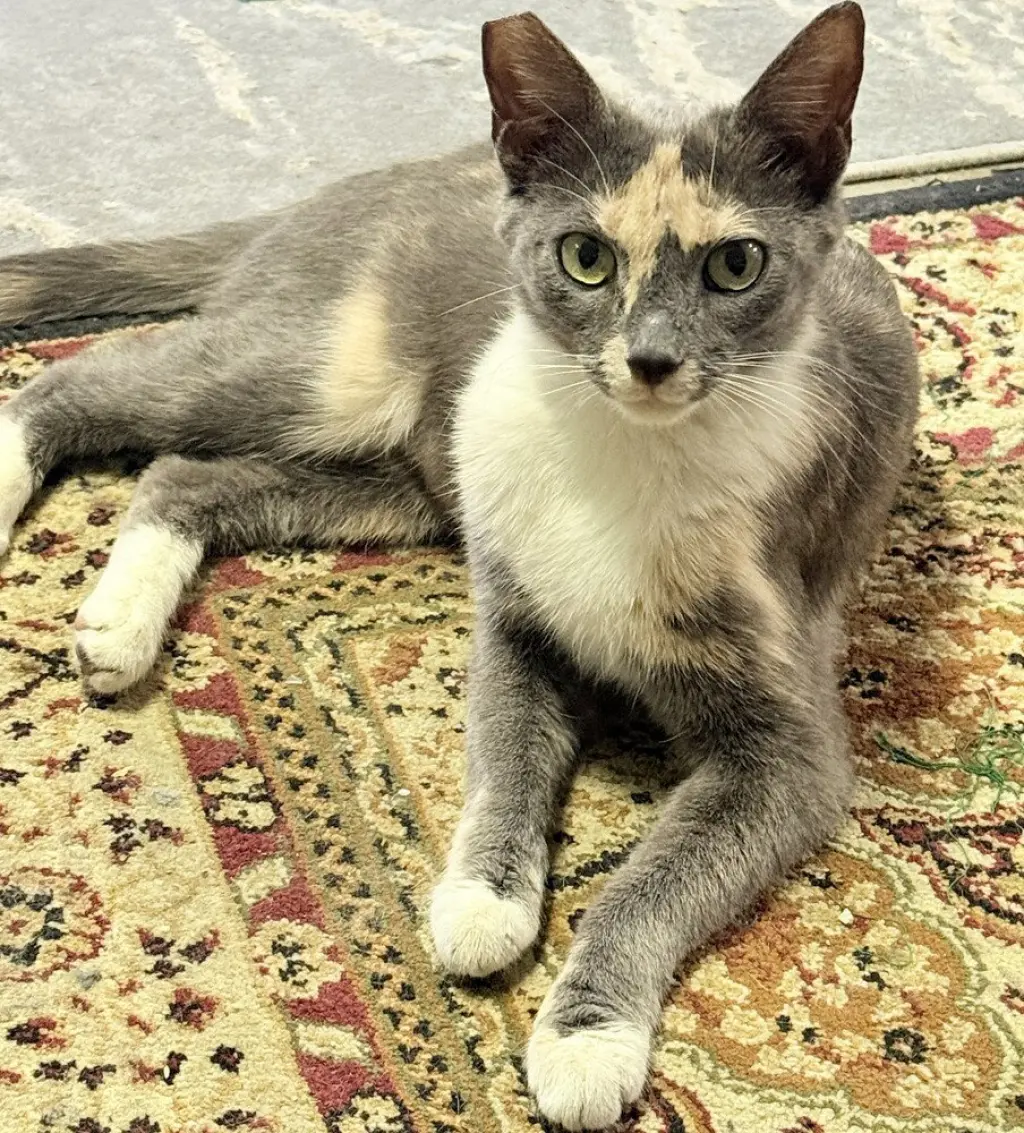 Matti