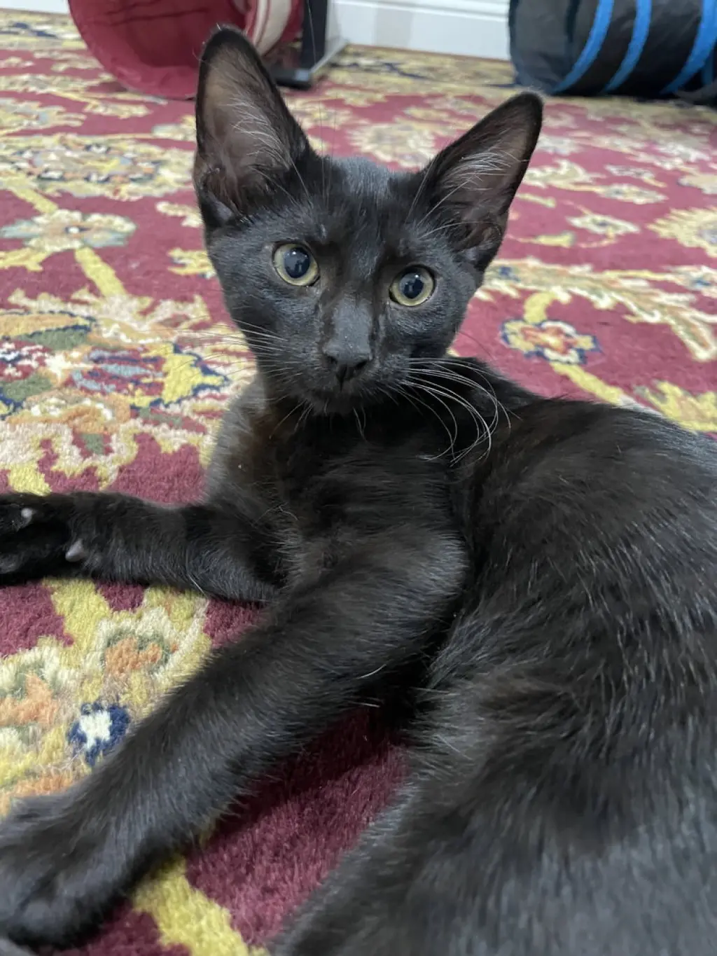 Bauer