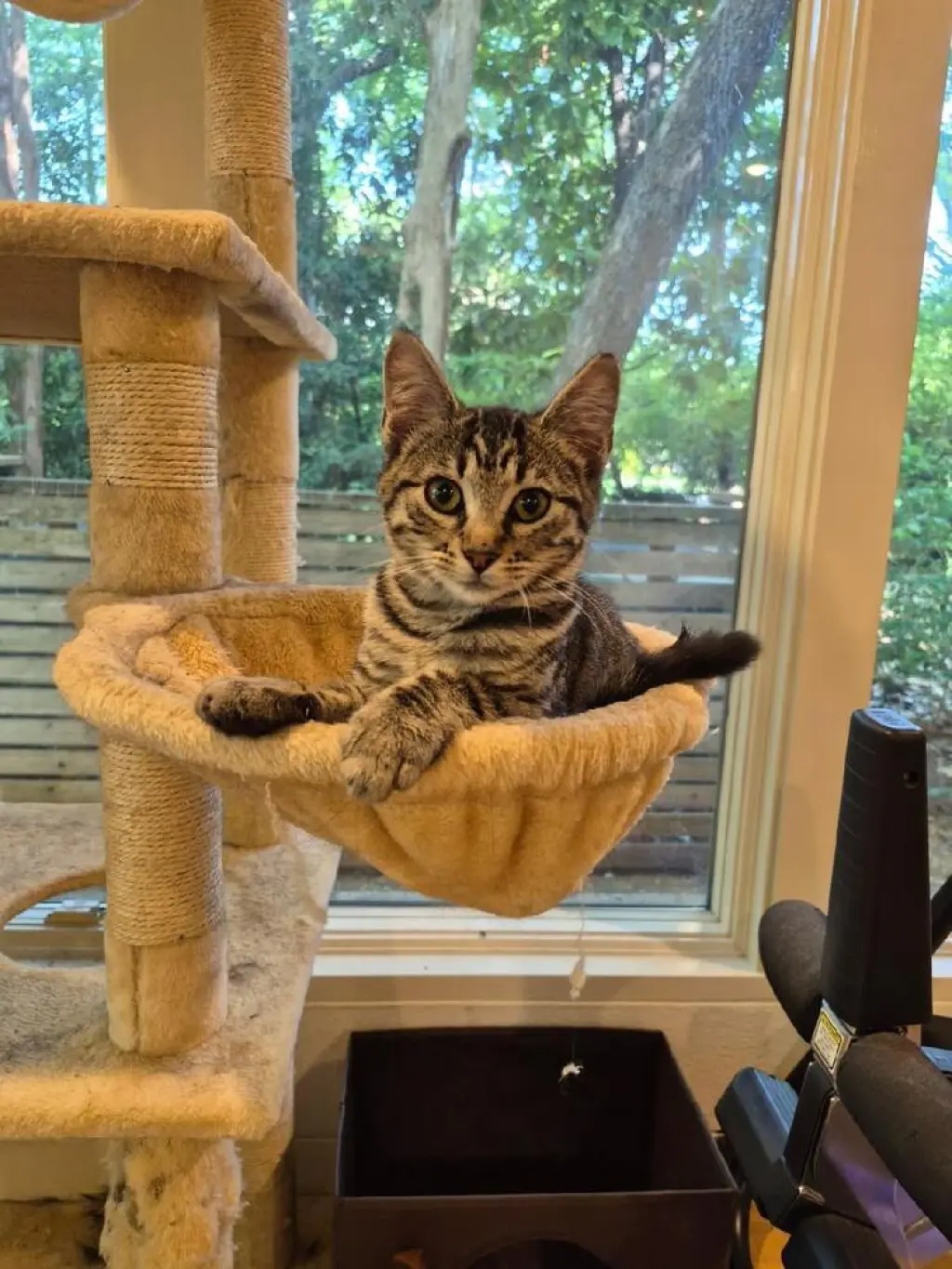 Lulu