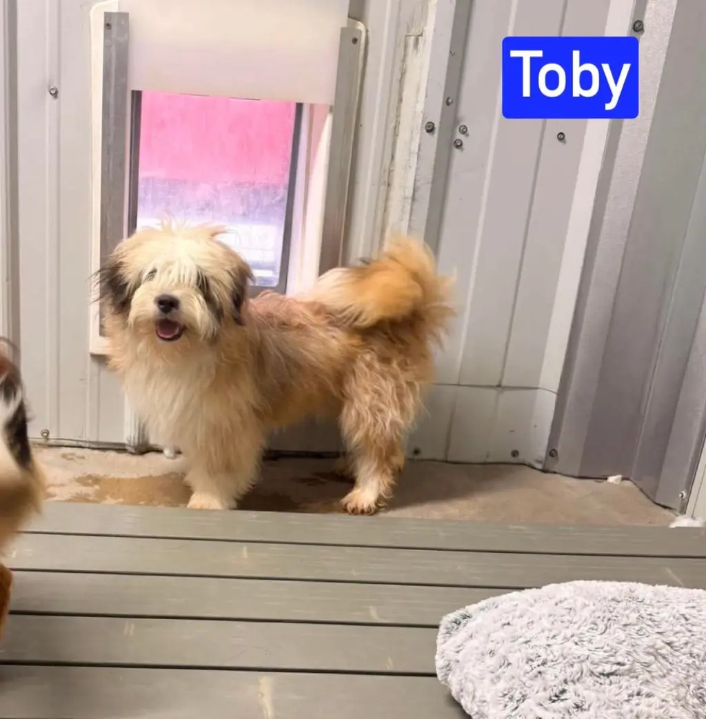 MO Toby