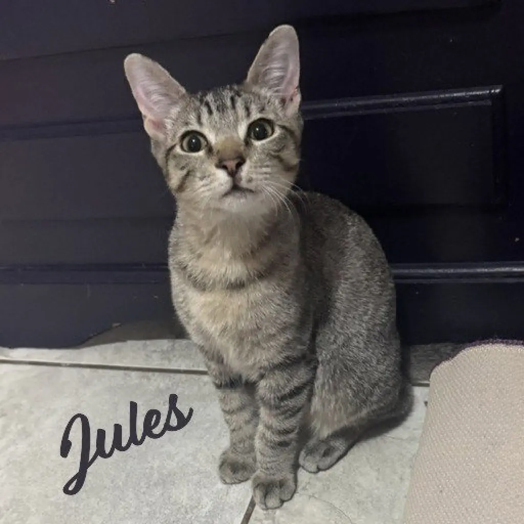 Jules #belly-rub-king