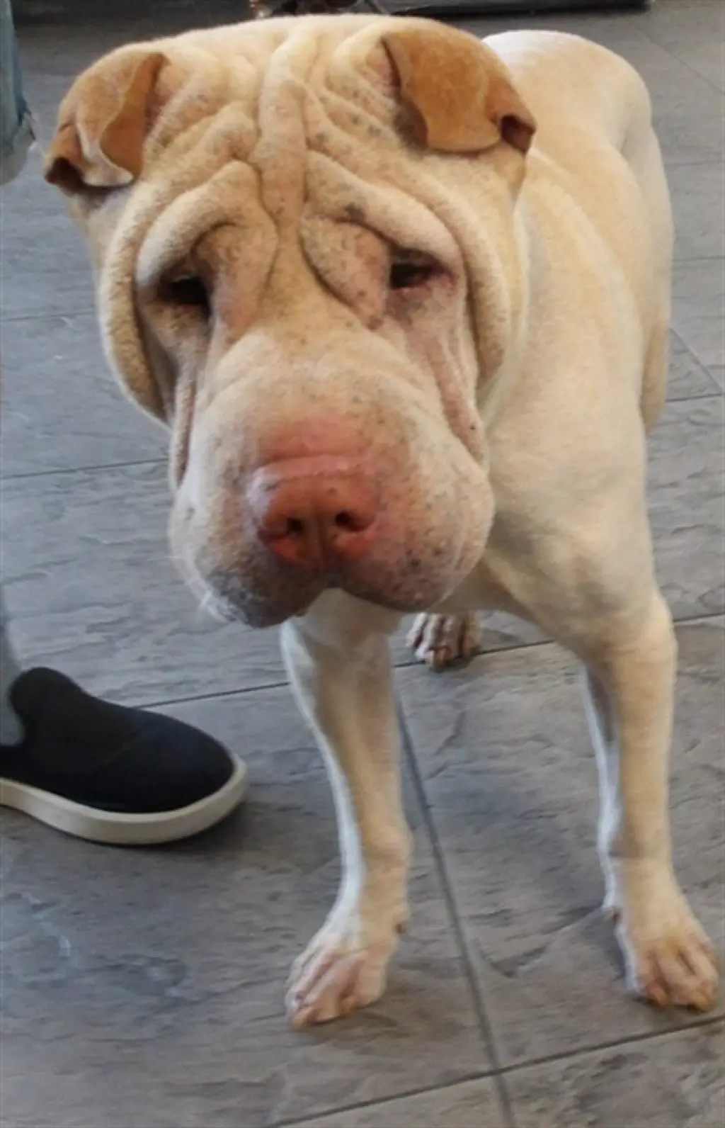 GUERO