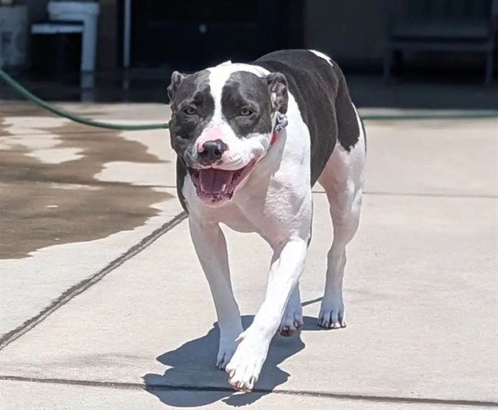 WILMA