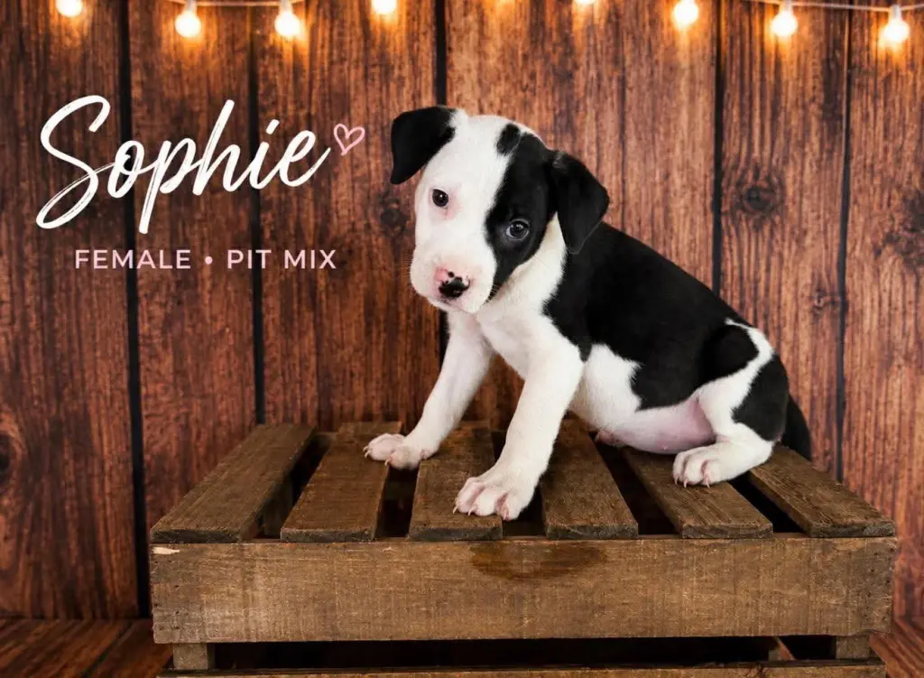 Sophie (Gatsbys litter)