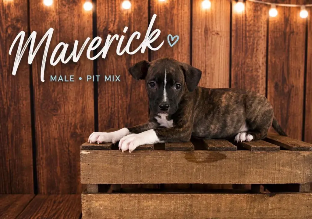 Maverick (Gatsbys litter)