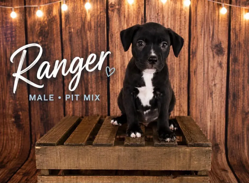 Ranger (Gatsbys litter)