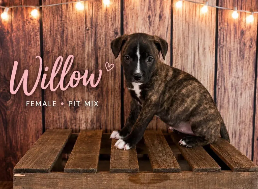 Willow (Gatsbys litter)