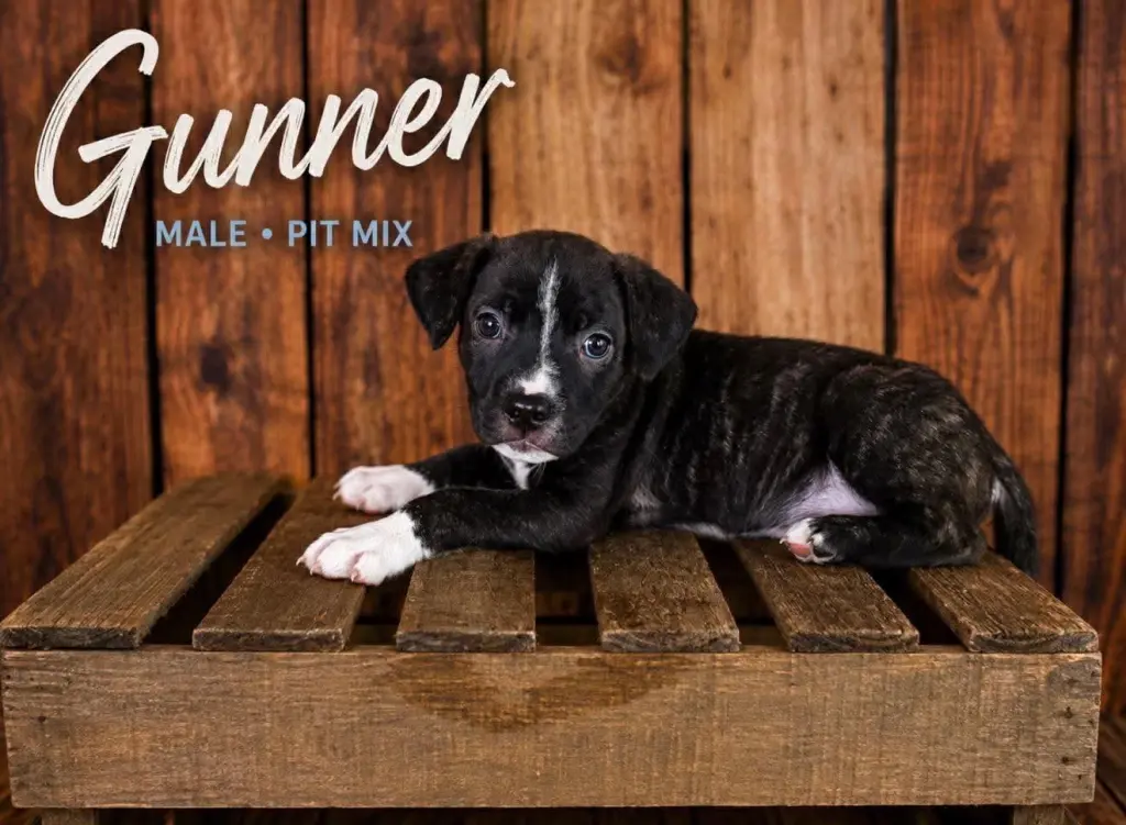Gunner (Gatsbys litter)