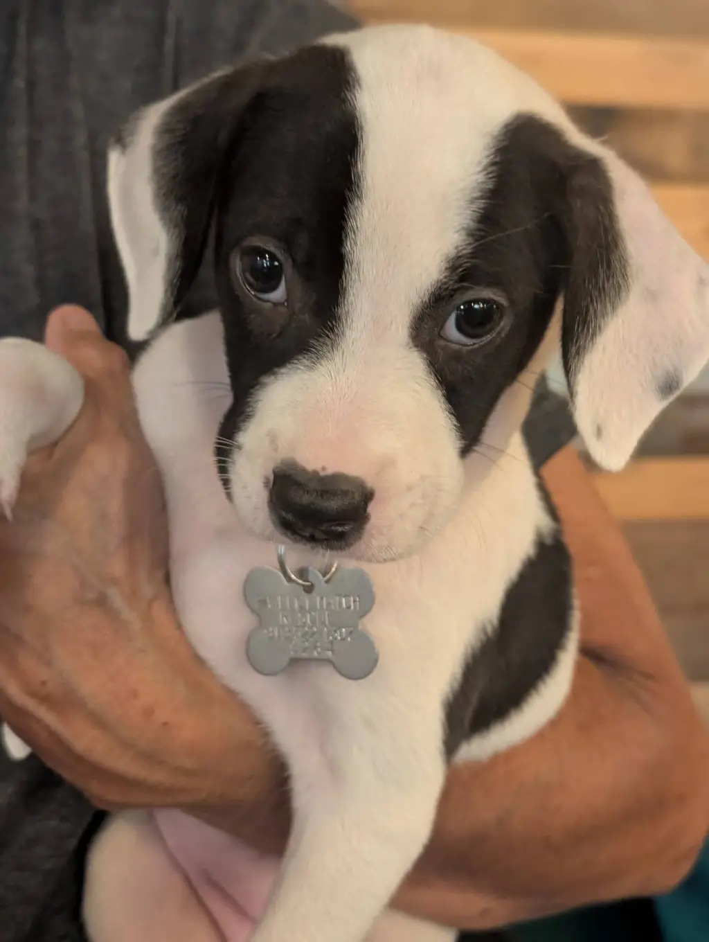 Dottie (Gatsbys litter)