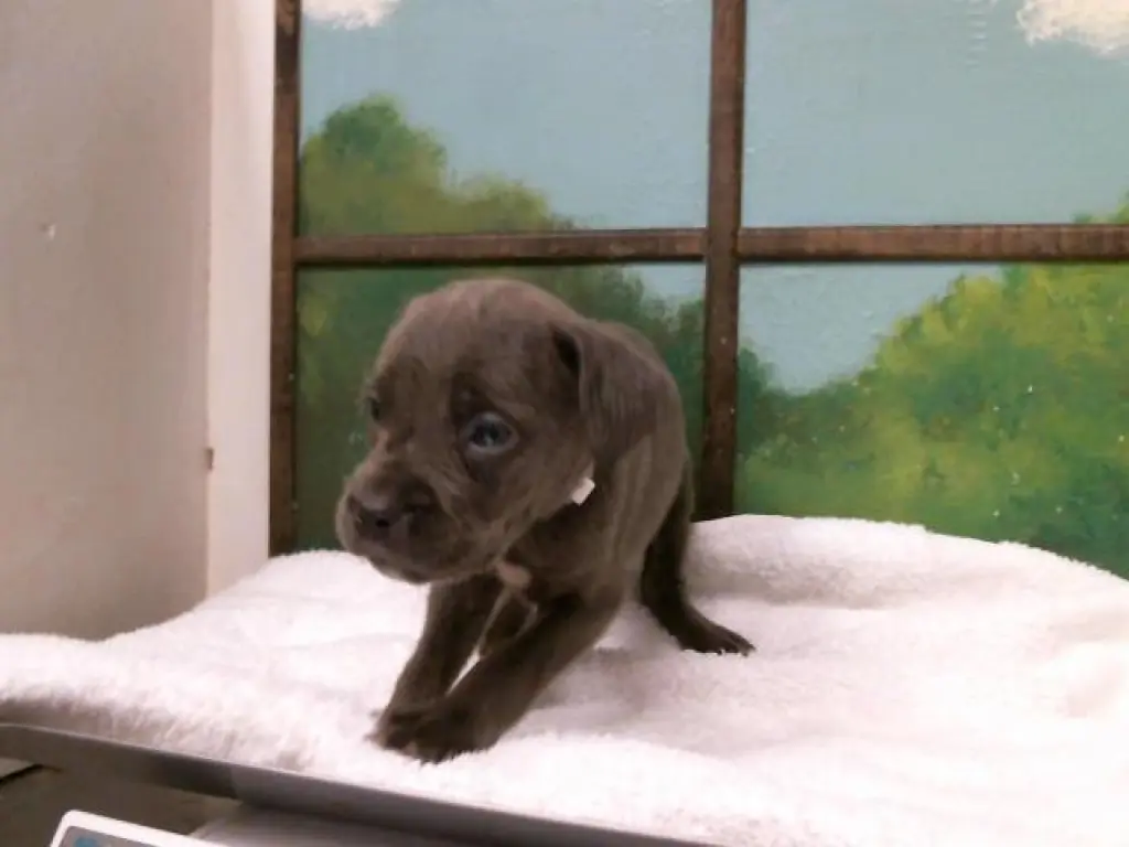 KEANU