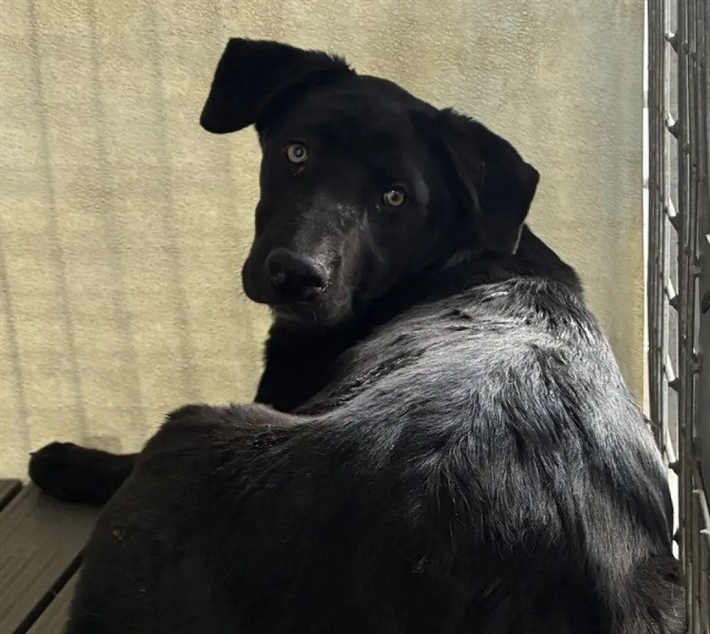 FIONA