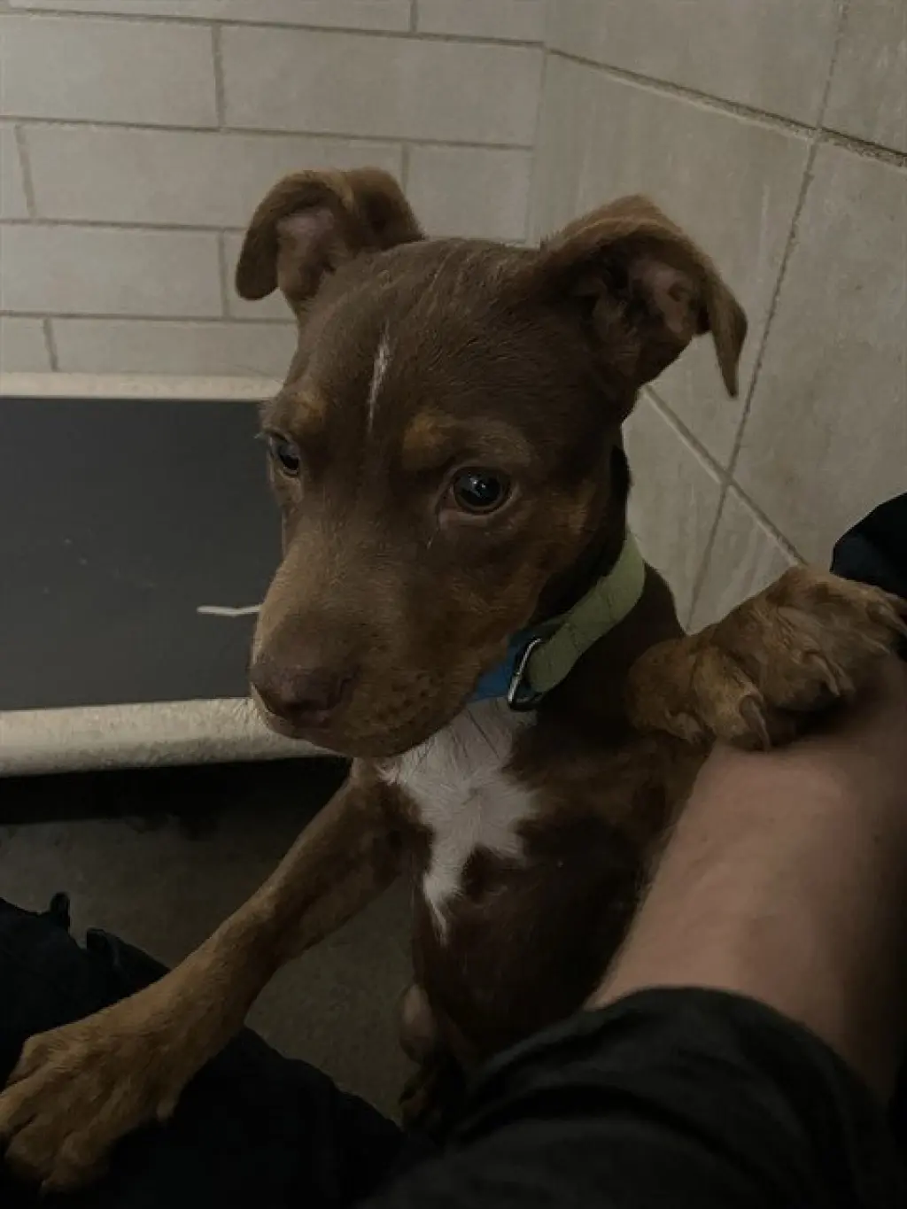 MOCHA