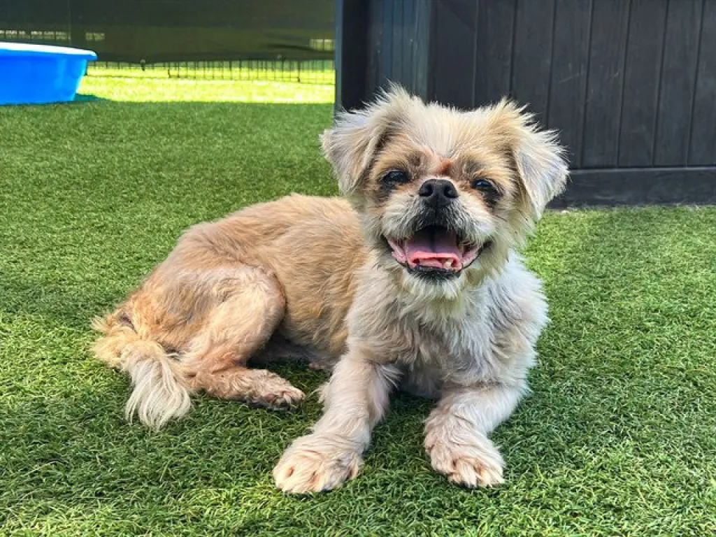 COCO