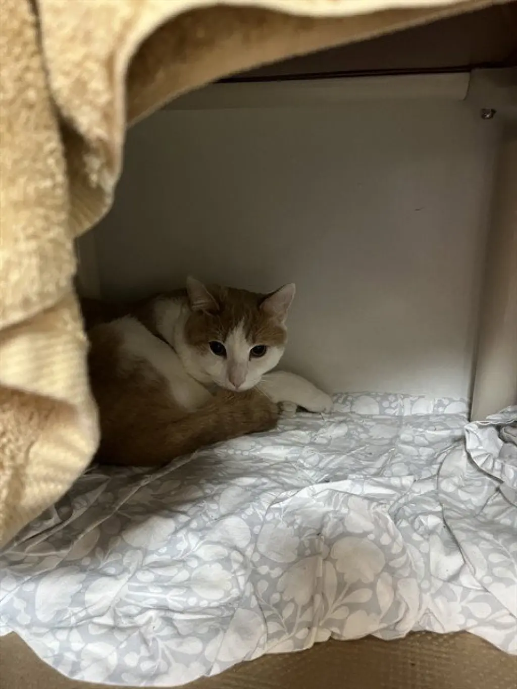 LEO