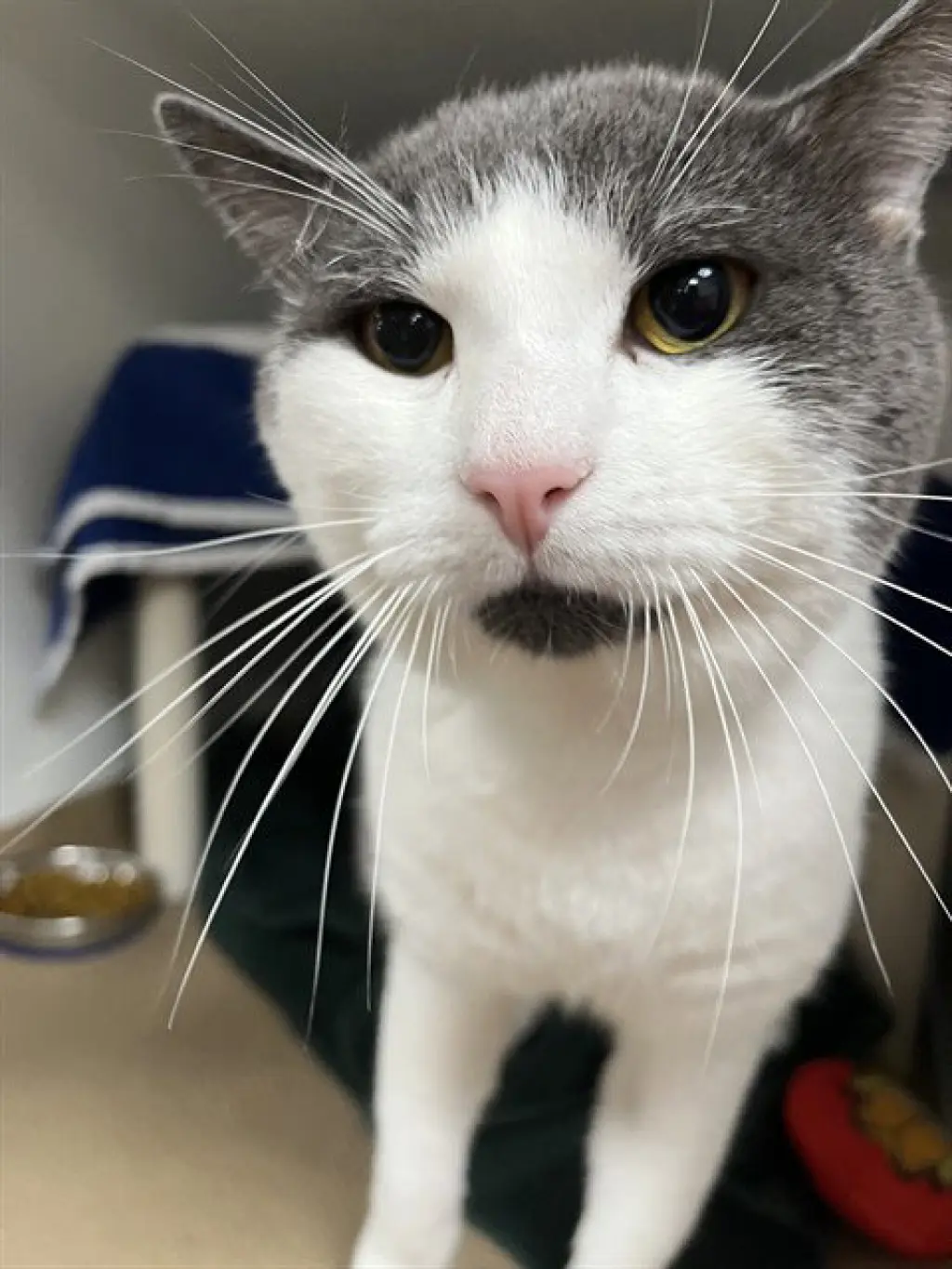 MITTENS