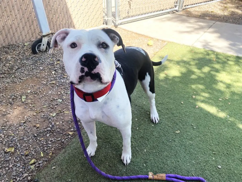 PRINCESS