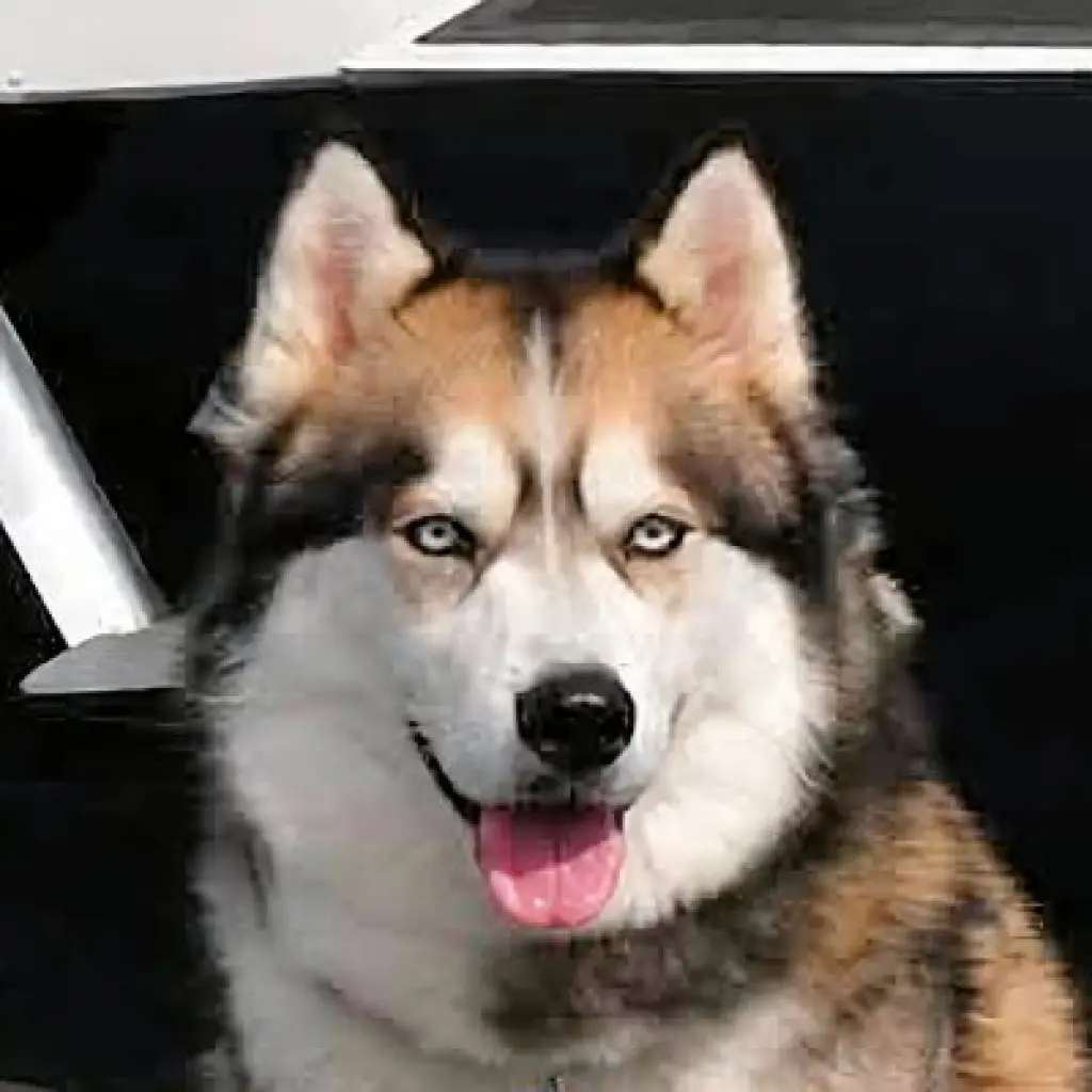 Apollo