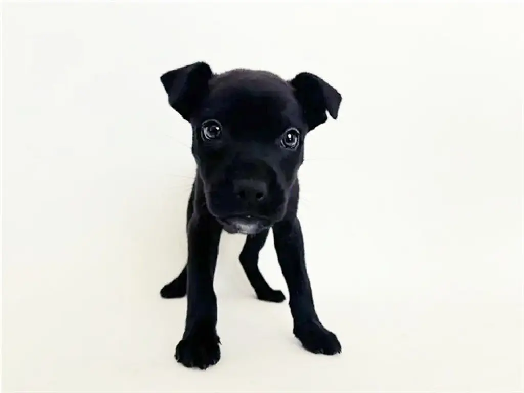 SUGAR