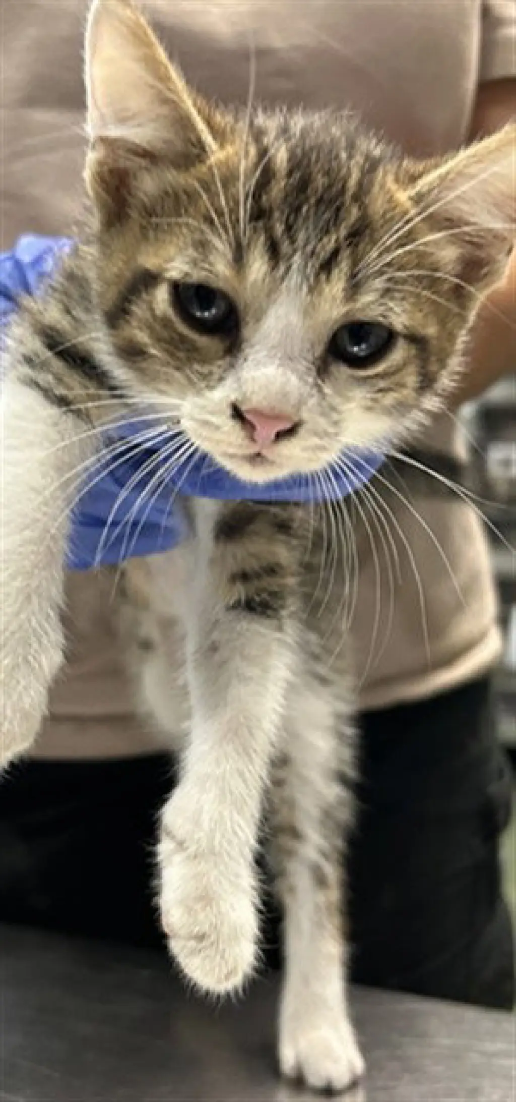 HAWKFROST