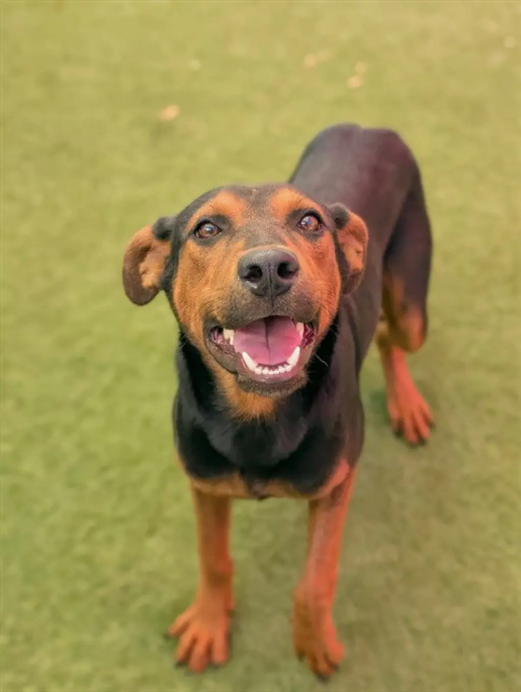 *ROCCO