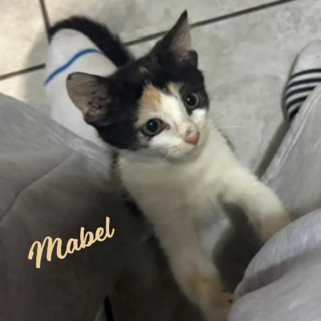 Mabel #little-firecracker