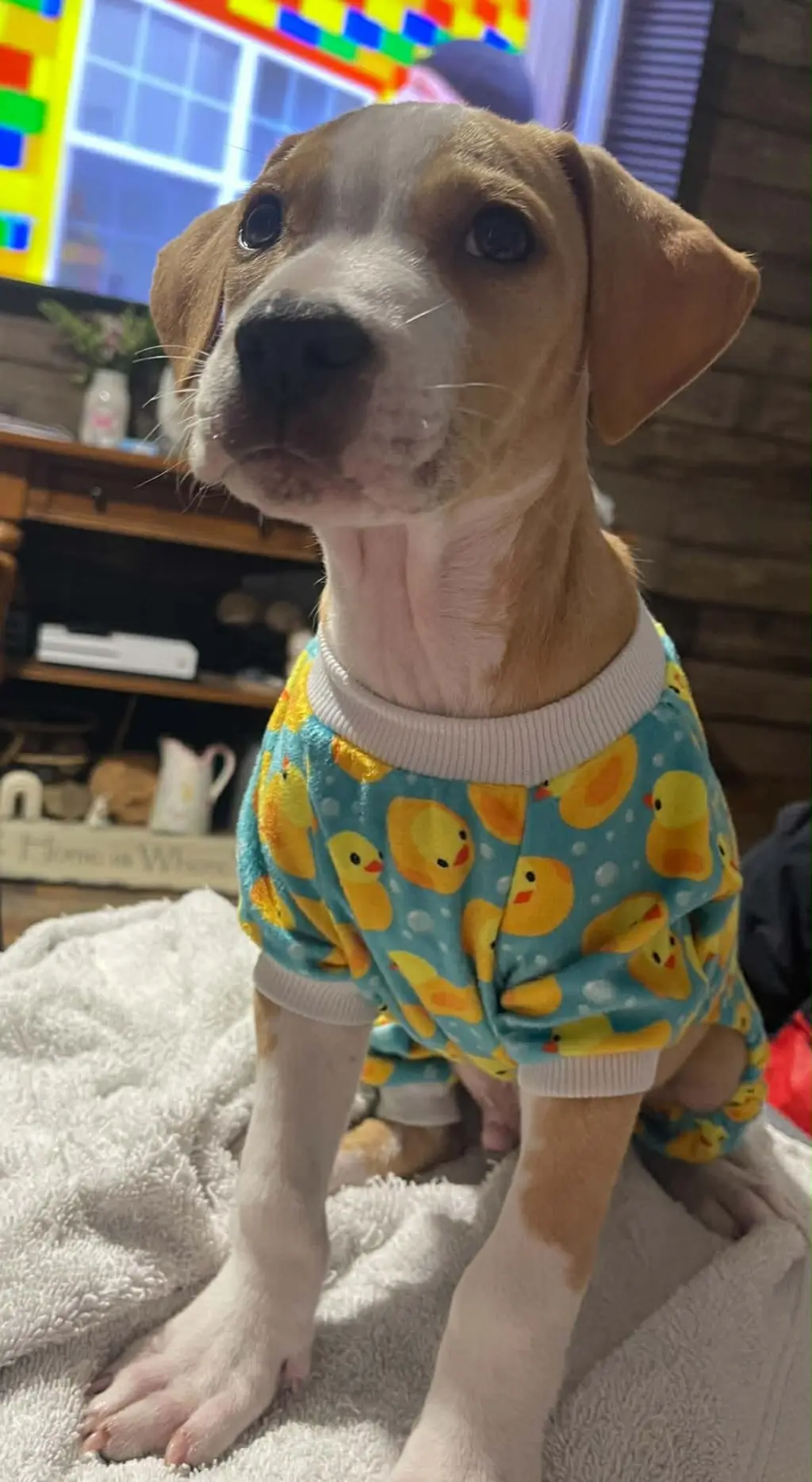 Tater Tot (gravy's litter)