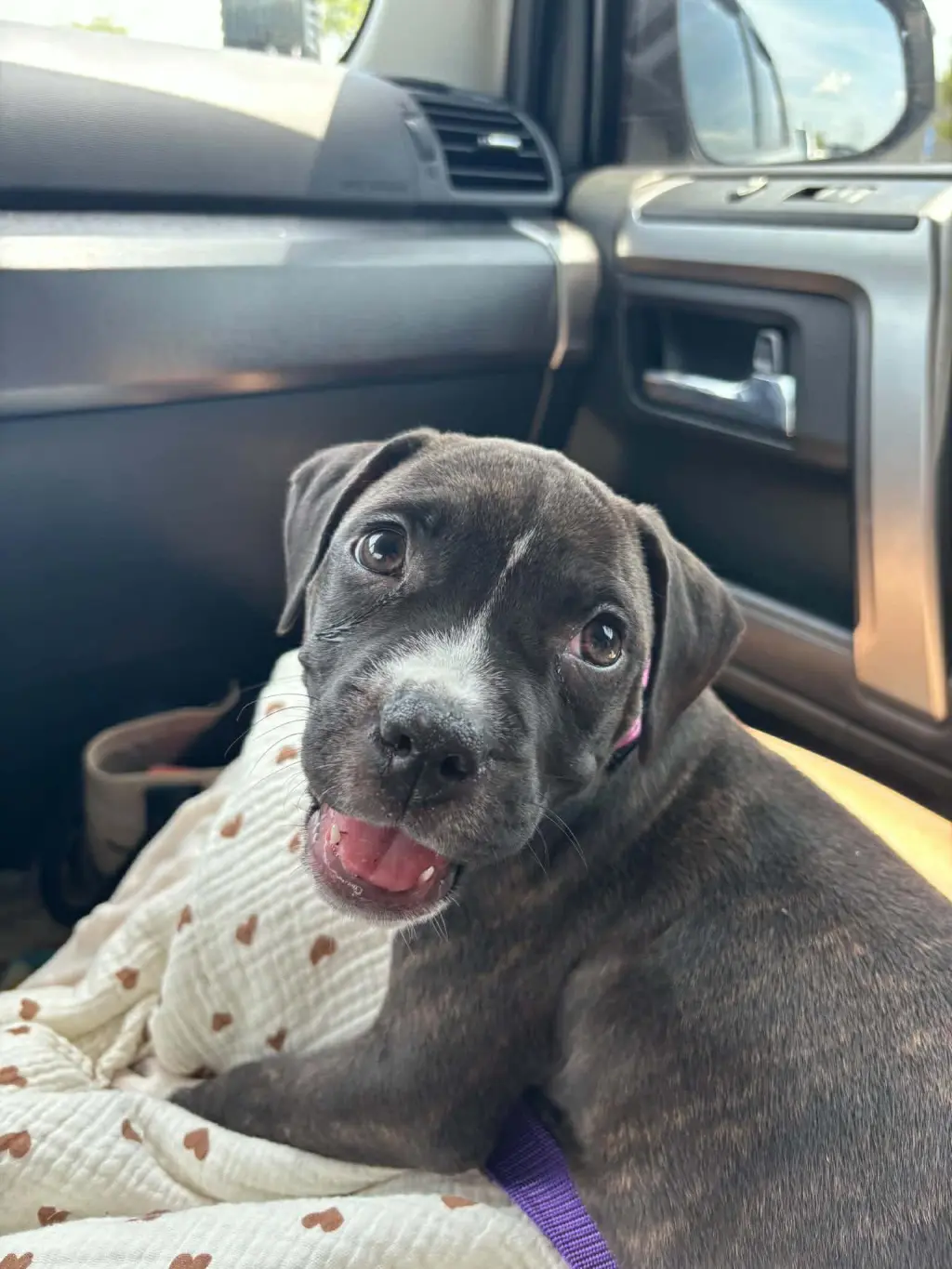 Potato (gravy's litter)