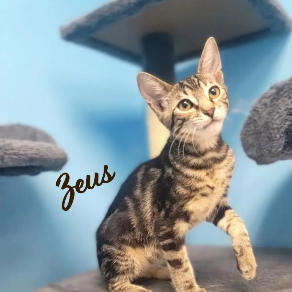 Zeus #brother-of-Puddles