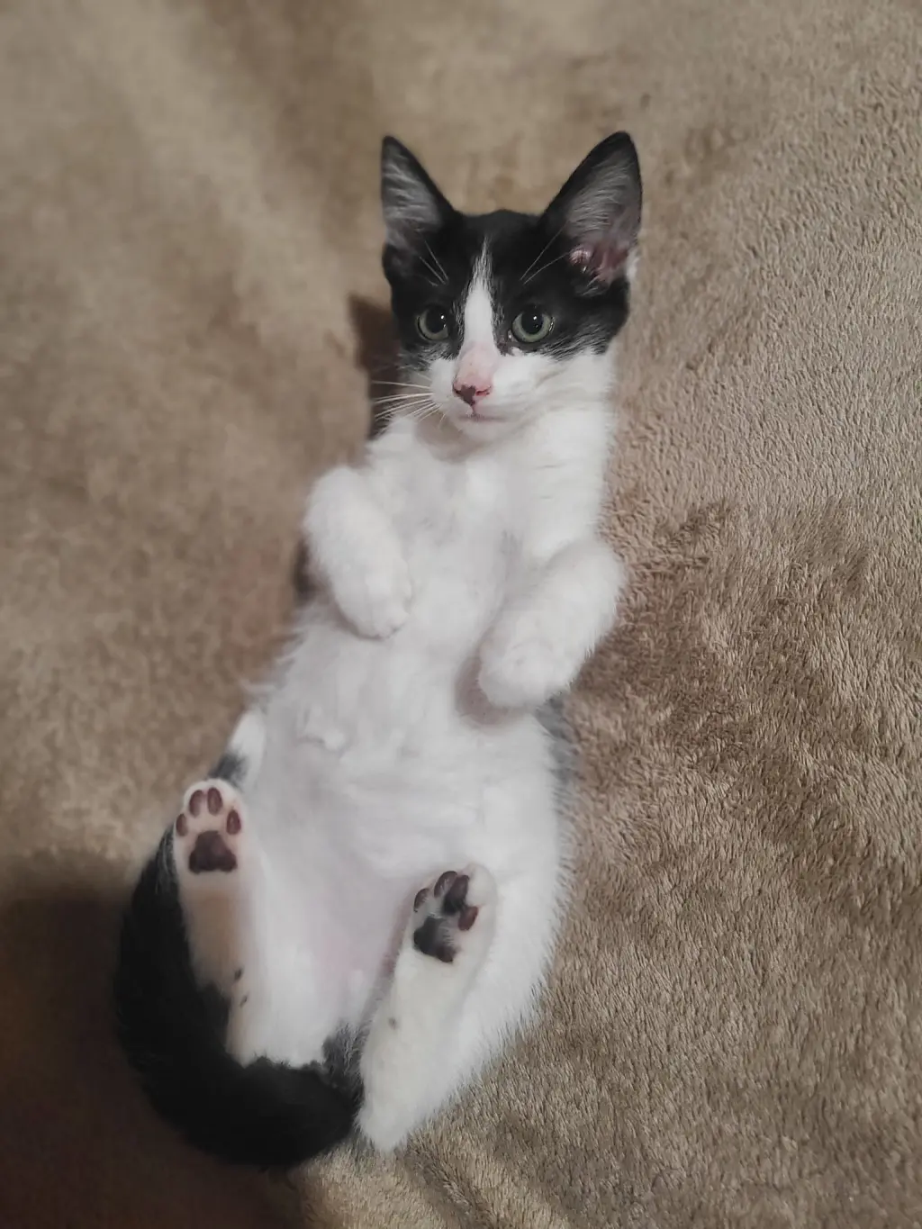 Harper