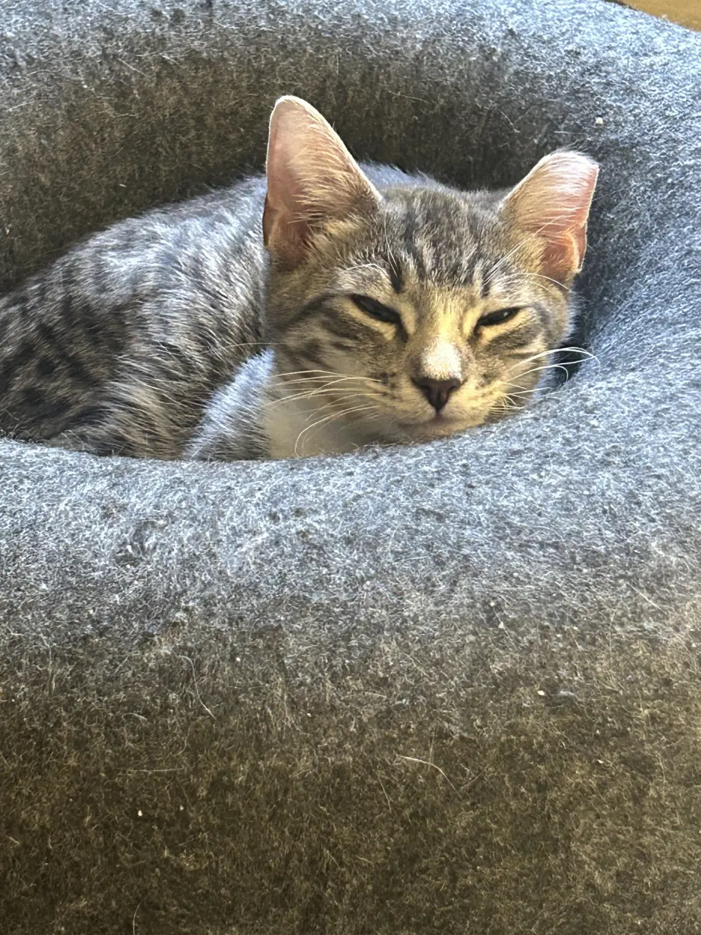 Pope KITTEN