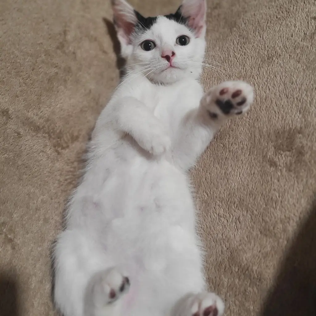 Dexter