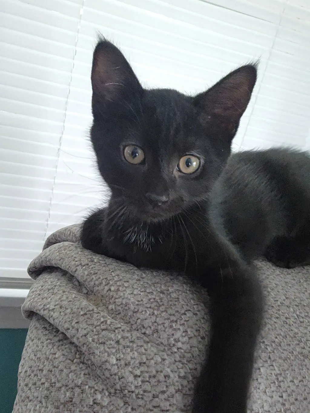 Snoop Catt *IN FOSTER*