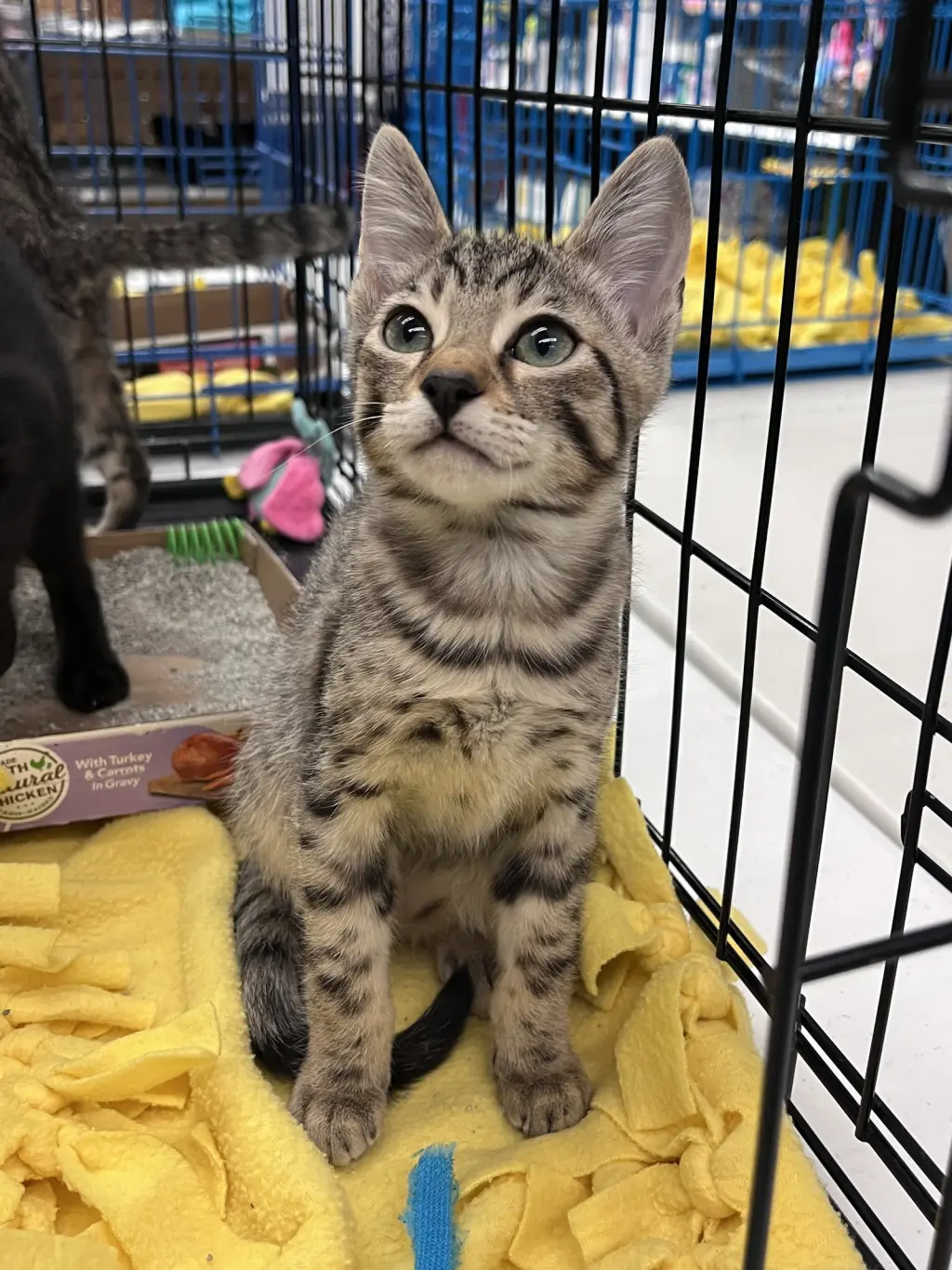 Pookie's Zelda KITTEN