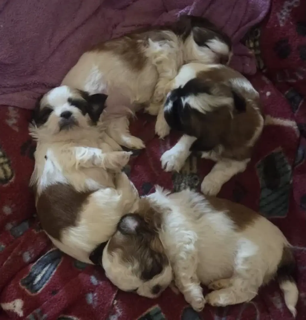 4 shitzu 100%puros