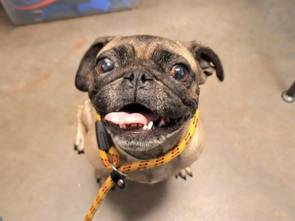 PUGGLE WUG